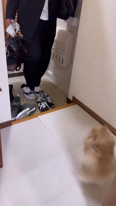 出張から帰ってきたパパを歓迎しすぎて家に入らせないワンコ