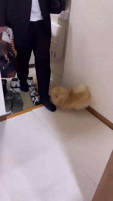 出張から帰ってきたパパを歓迎しすぎて家に入らせないワンコ