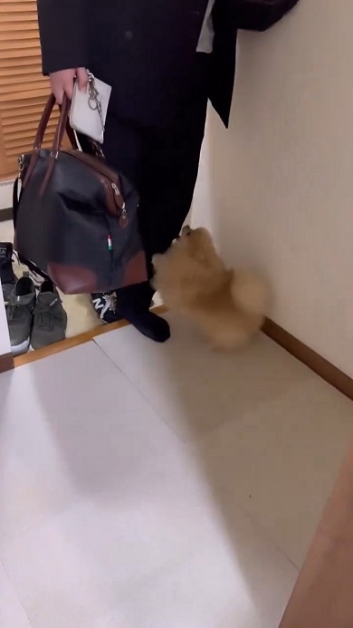出張から帰ってきたパパを歓迎しすぎて家に入らせないワンコ