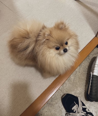 出張から帰ってきたパパを歓迎しすぎて家に入らせないワンコ