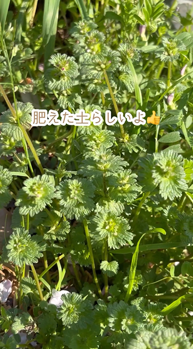 肥えた土らしいよ
