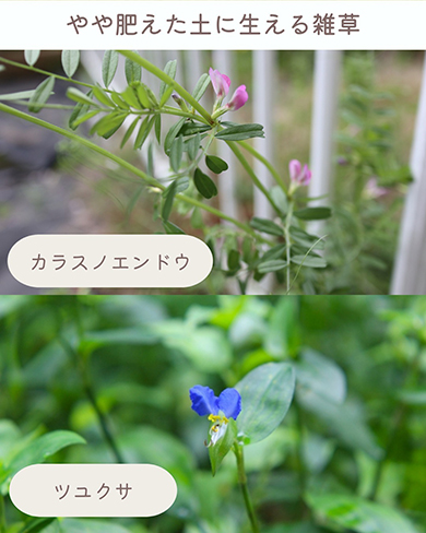 やや肥えた土に生える雑草