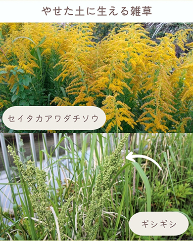 やせた土に生える雑草セイタカアワダチソウ