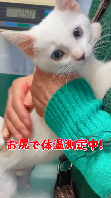 体温測定中の白い子猫ちゃん