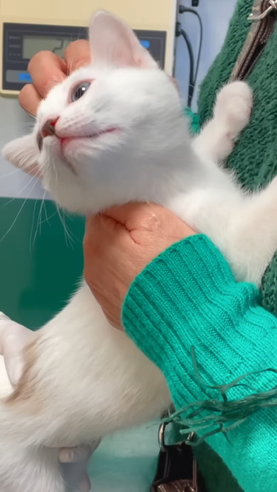 体温測定中の白い子猫ちゃん