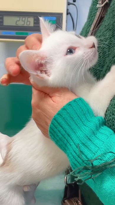 体温測定中の白い子猫ちゃん