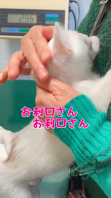 体温測定中の白い子猫ちゃん
