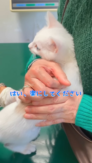 体温測定中の白い子猫ちゃん