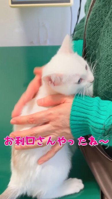 体温測定中の白い子猫ちゃん
