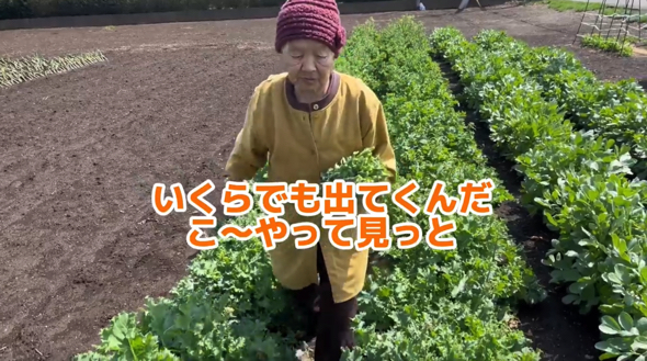 おばあちゃんと一緒にわらび菜を収穫