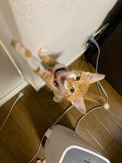 保護猫
