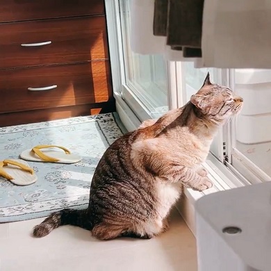 一生懸命に外の匂いを嗅ぐ猫