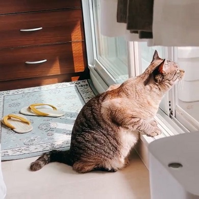 一生懸命に外の匂いを嗅ぐ猫