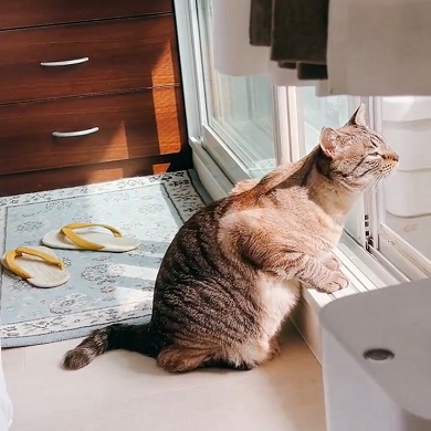 一生懸命に外の匂いを嗅ぐ猫