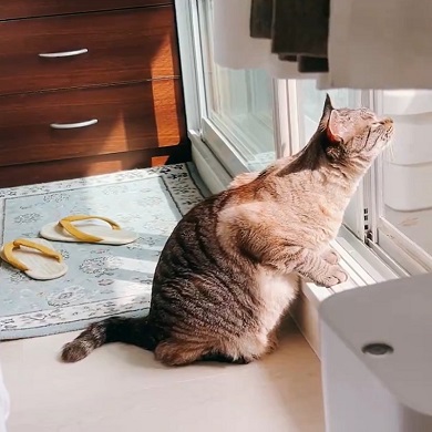 一生懸命に外の匂いを嗅ぐ猫