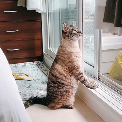 窓の外の景色を見るためにミーアキャットのような姿勢となった猫