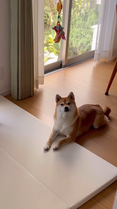 頼れるお姉ちゃん