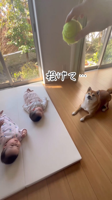 投げてほしいワンコ