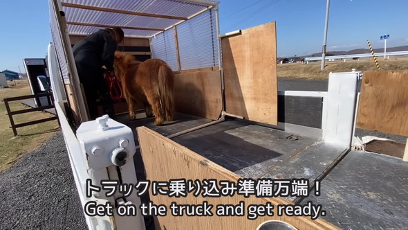 トラックに乗るミニチュアホース