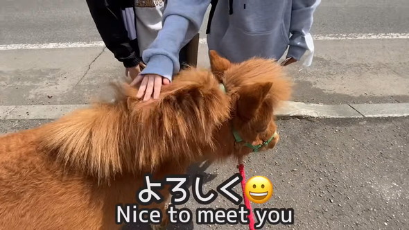 なでられるミニチュアホース