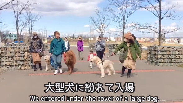 公園にワンコと一緒に入るミニチュアホース