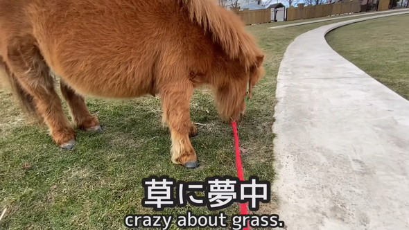 草を食べるミニチュアホース