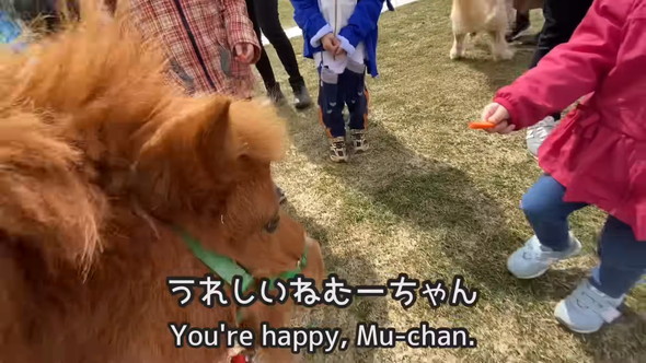 にんじんをもらうミニチュアホース