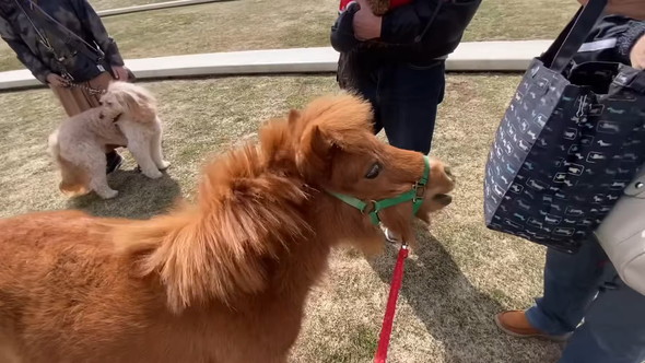 人に囲まれるミニチュアホース
