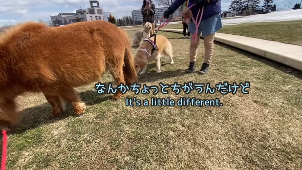 ワンコに匂いをかがれるミニチュアホース