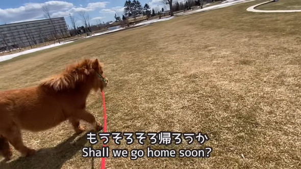 お散歩中ミニチュアホース