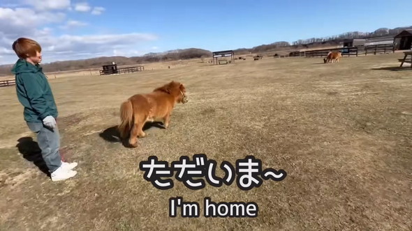 牧場に帰宅するミニチュアホース