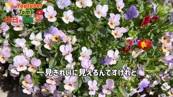 狭い庭での置き場所問題解決のためダウンサイズの方法解説