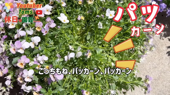 狭い庭での置き場所問題解決のためダウンサイズの方法解説