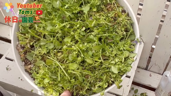 狭い庭での置き場所問題解決のためダウンサイズの方法解説