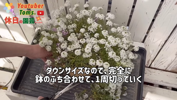 狭い庭での置き場所問題解決のためダウンサイズの方法解説