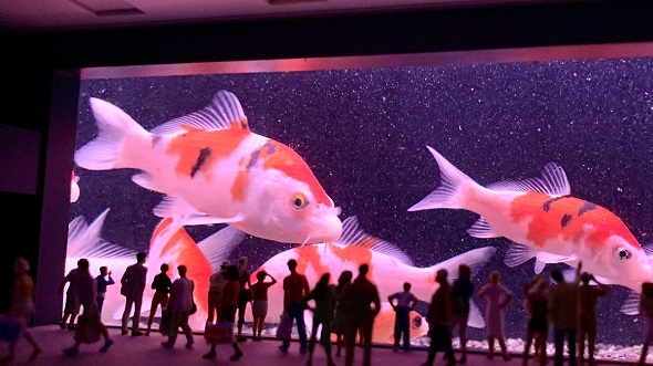 金魚やアロワナが超巨大に見えるミニチュア水族館の写真