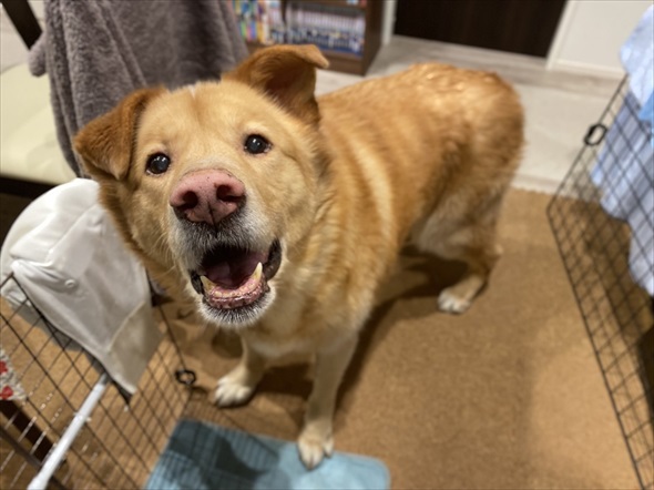 散歩してたらおじいさんに呼び止められたワンコ