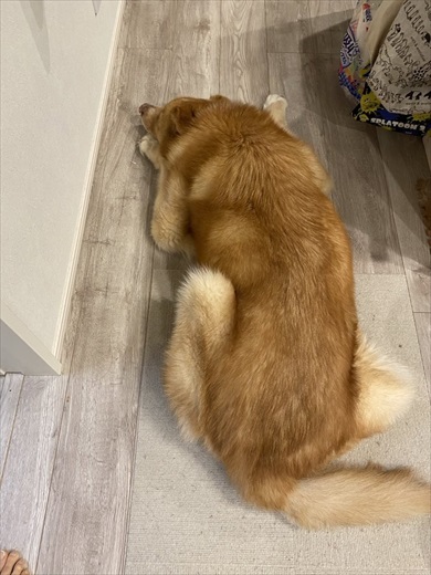 散歩してたらおじいさんに呼び止められたワンコ