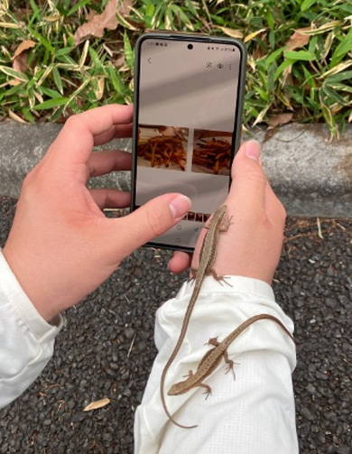 カナヘビとスマホトリミング