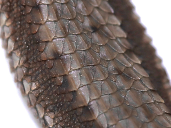 カナヘビ胴体アップ