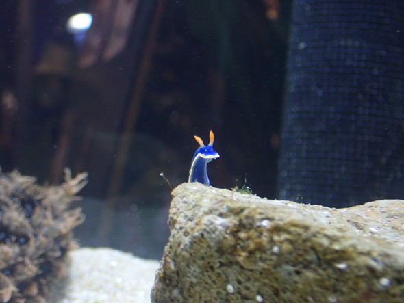 アオウミウシの写真