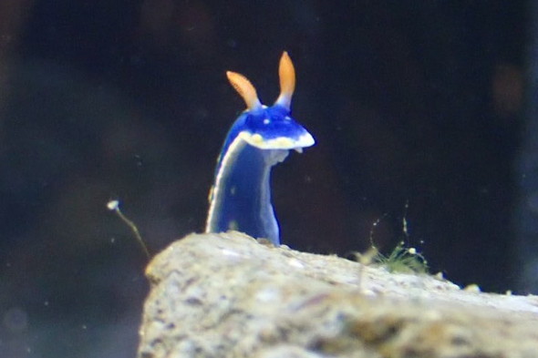 アオウミウシの写真