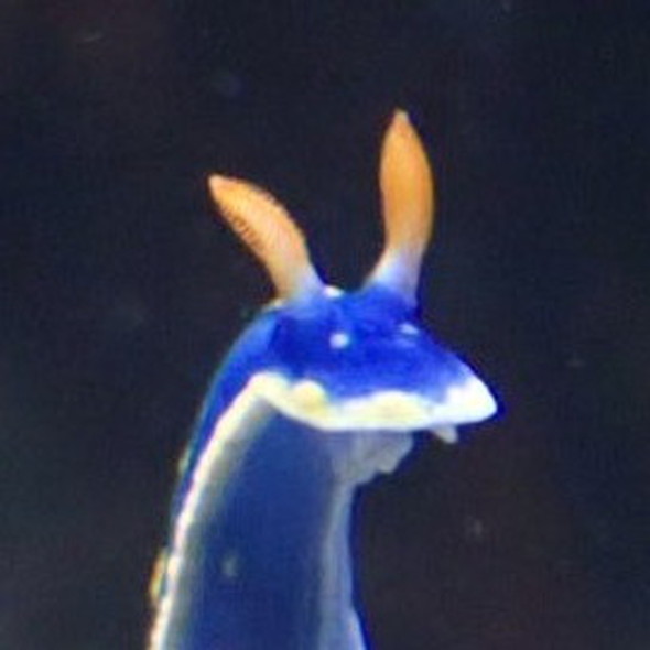 アオウミウシの写真
