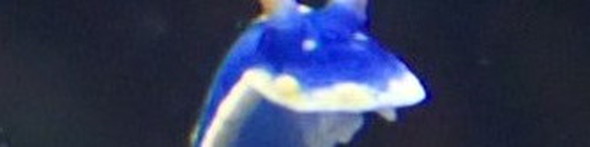 アオウミウシの写真