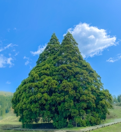 トトロに会える森