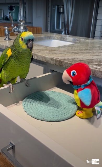 インコとオモチャ