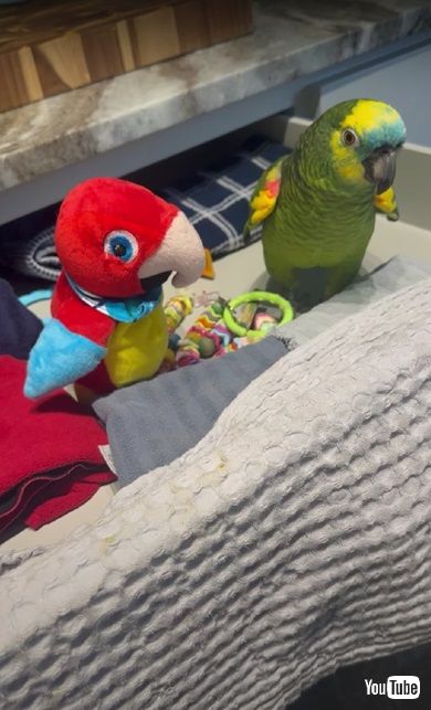 インコとオモチャ