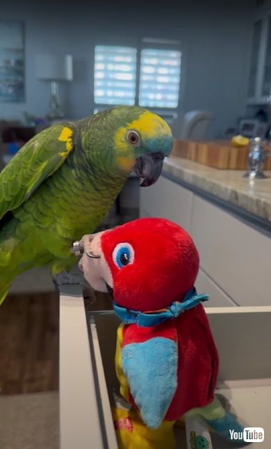 インコとオモチャ