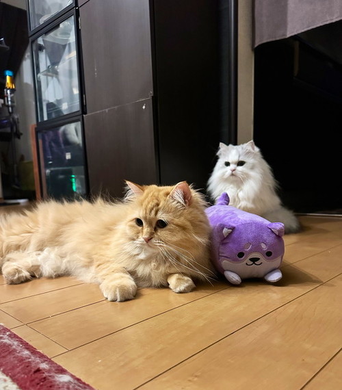 猫ちゃんとぬいぐるみ