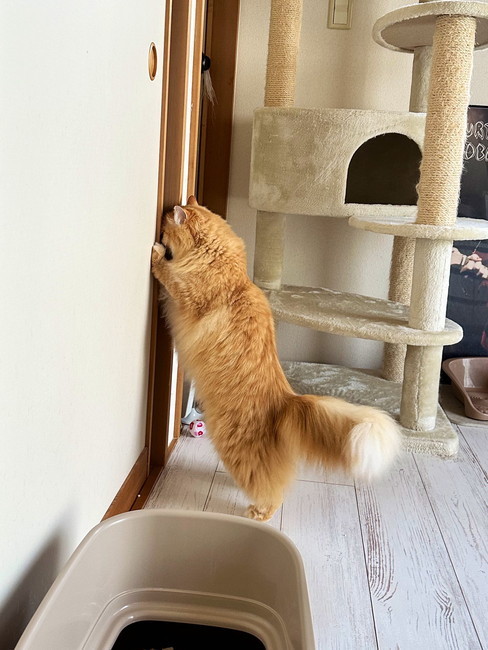 のぞく猫ちゃん